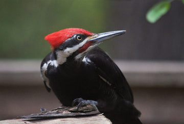 Pileated Woodpecker on a branch- fr0ggy5-unsplash